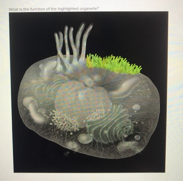 Solved What is the function of the highlighted organelle? | Chegg.com