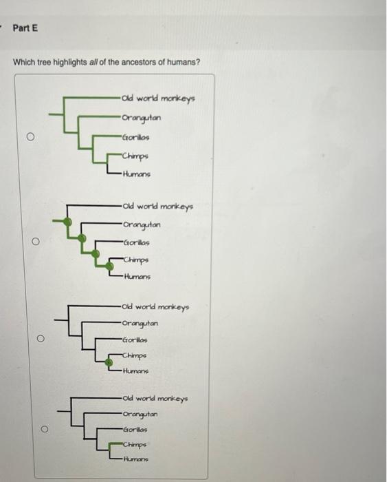 Which tree highlights all of the ancestors of humans?