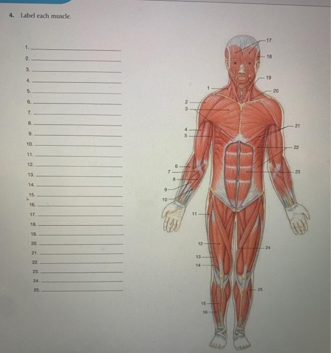 Solved 4. Label each muscle. 17 1. 2. 18 3. 19 4. 5. 20 6. 2 | Chegg.com