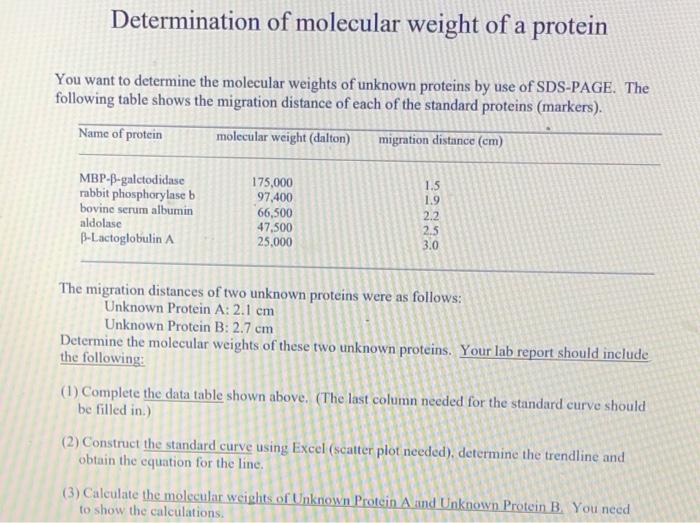 Solved Determination of molecular weight of a protein You | Chegg.com