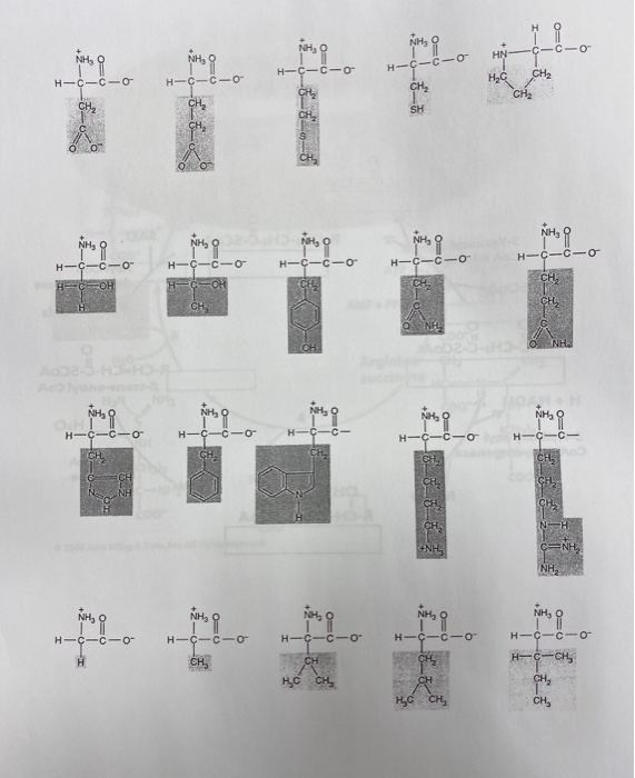 Solved Rogo 0 Nhg 9 Nhs 11 0 H C C O Hn C C H G H H C Chegg Com