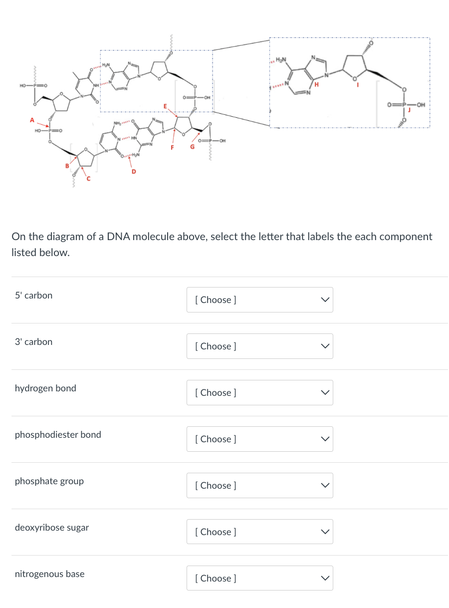 Solved On the diagram of a DNA molecule above, select the | Chegg.com
