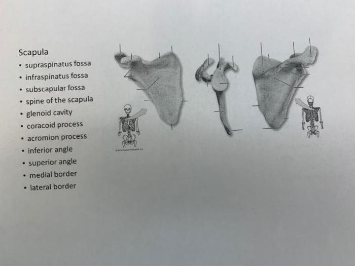 Scapula
• supraspinatus fossa
• infraspinatus fossa
• subscapular fossa
• spine of the scapula
.
glenoid cavity
coracoid proc