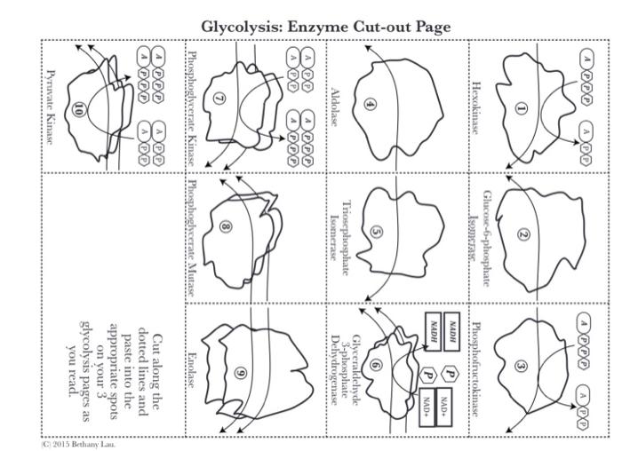 Solved Glycolysis Reactants and Products Cutout Page