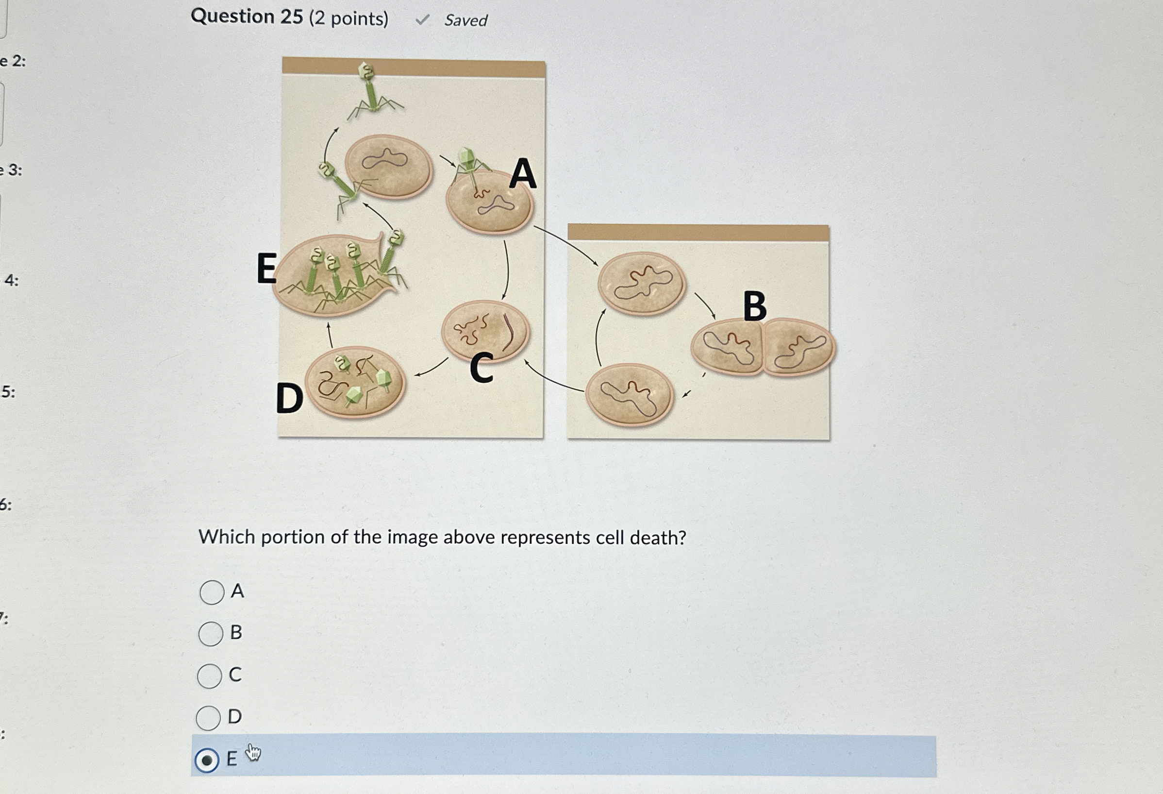Solved Question 25 (2 ﻿points)Savede 2:Which portion of the | Chegg.com