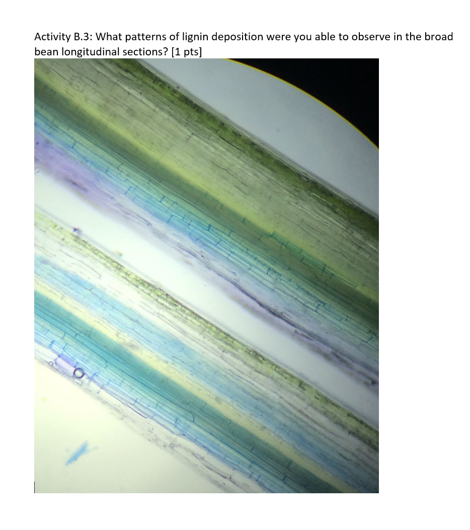 Solved Activity B.3: What patterns of lignin deposition were | Chegg.com