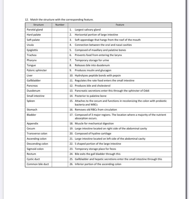Solved Anatomy of the Digestive System 2 Name Instructor | Chegg.com