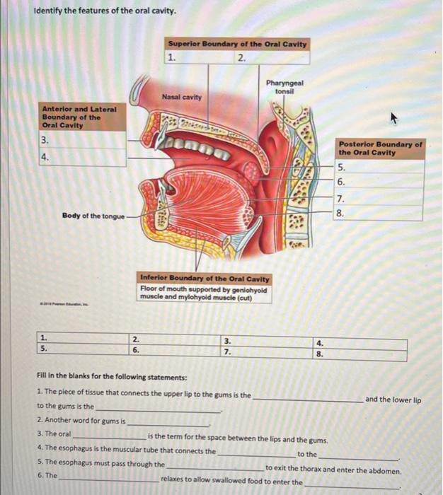 Identify the features of the oral cavity.
Fill in the blanks for the following statements:
1. The plece of tissue that connec