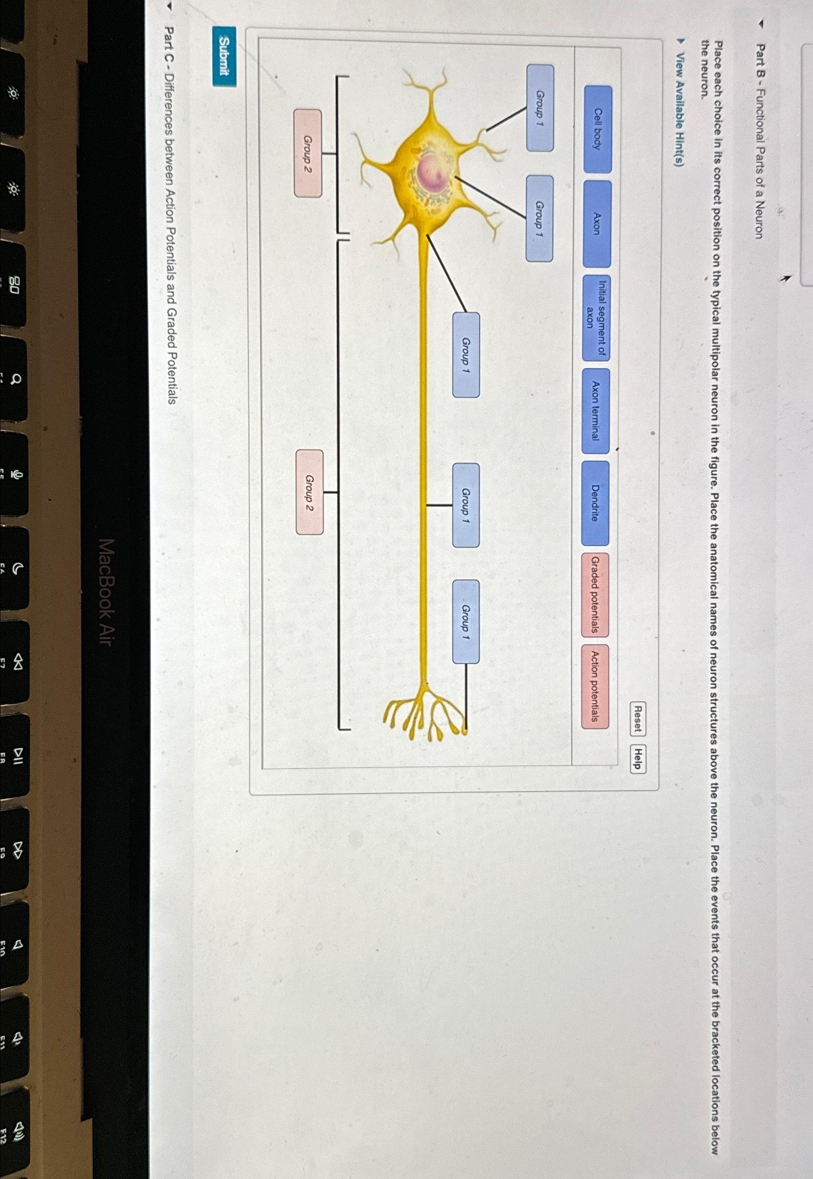 Solved Part B - ﻿Functional Parts of a Neuron the | Chegg.com