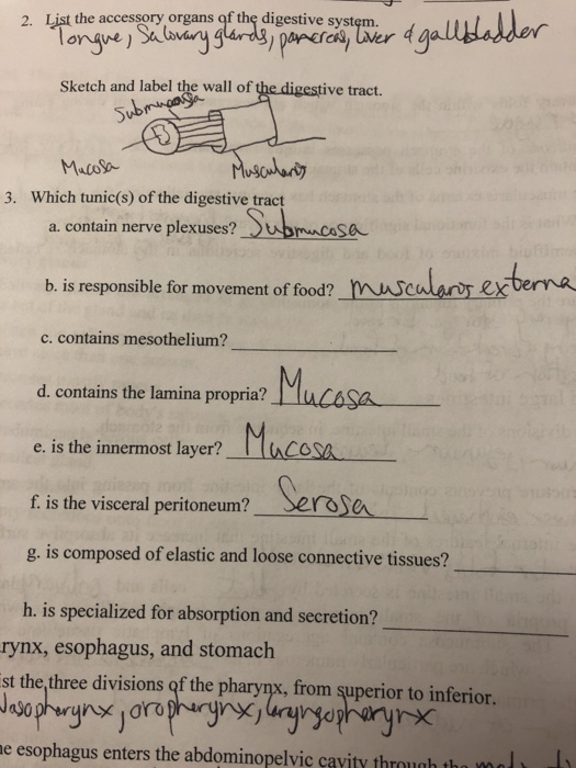 Solved 2. List the accessory organs of the digestive system.