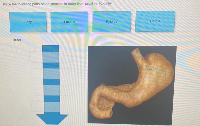 Solved Place the following parts of the stomach in order | Chegg.com