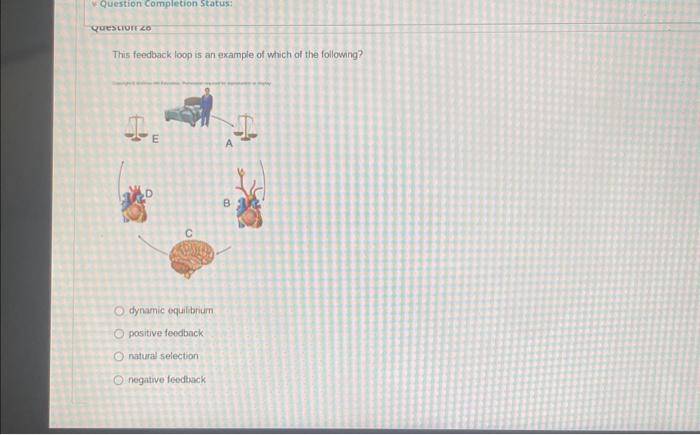 Solved This feedback loop is an example of which of the | Chegg.com