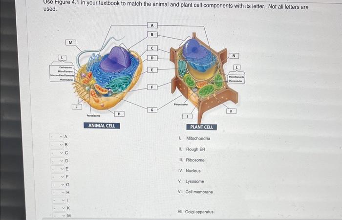 Solved Figure 4.1 in your textbook to match the animal and | Chegg.com