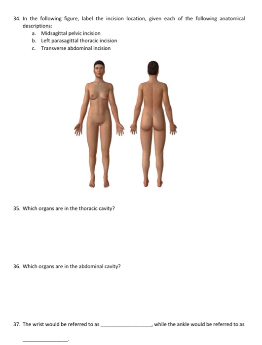 Solved In The Following Figure Label The Incision Chegg Com