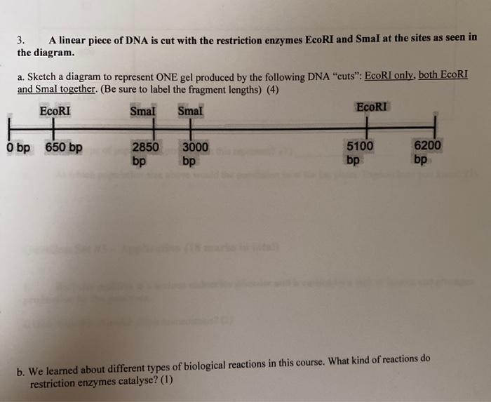 Solved 3. A linear piece of DNA is cut with the restriction | Chegg.com
