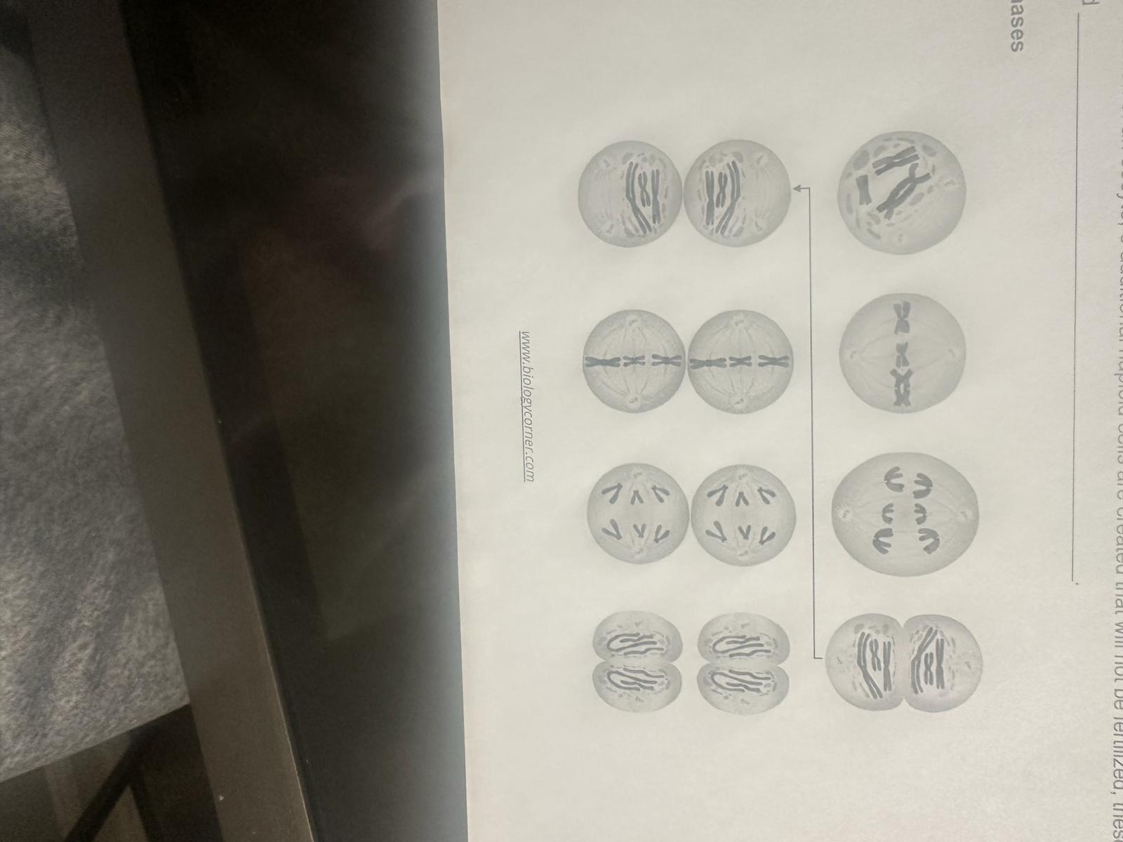 Solved stages of meiosis diagram Biology Diagrams