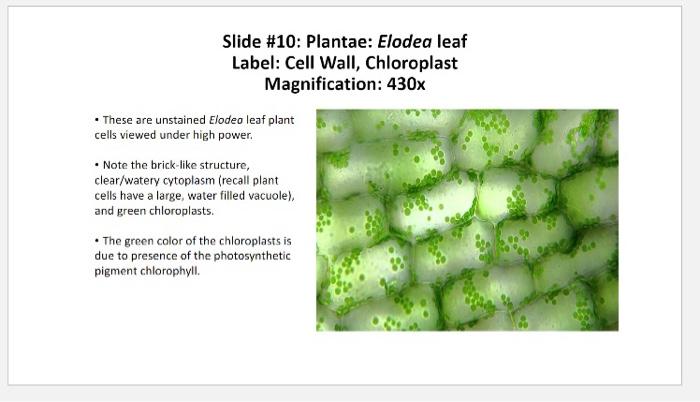 Elodea Labeled