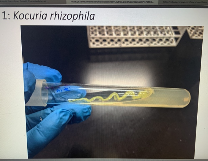 Agar Slant Tube Culture Of Kocuria Rhizophila (Micrococcus, 55% OFF