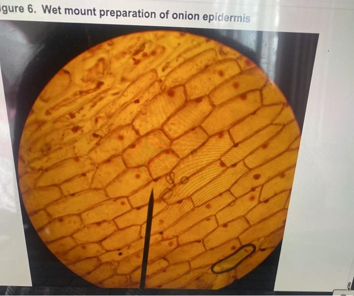 gure 6. Wet mount preparation of onion epidermis 8.
