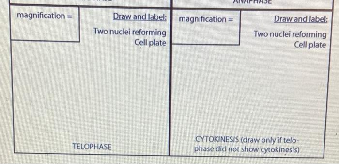 Solved magnification = Draw and label: Draw and label: | Chegg.com