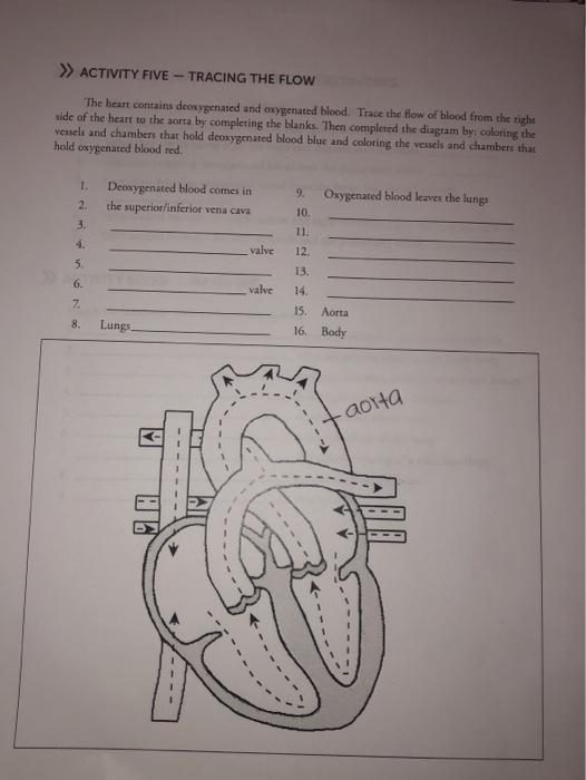 Solved >> ACTIVITY FIVE - TRACING THE FLOW The heart | Chegg.com