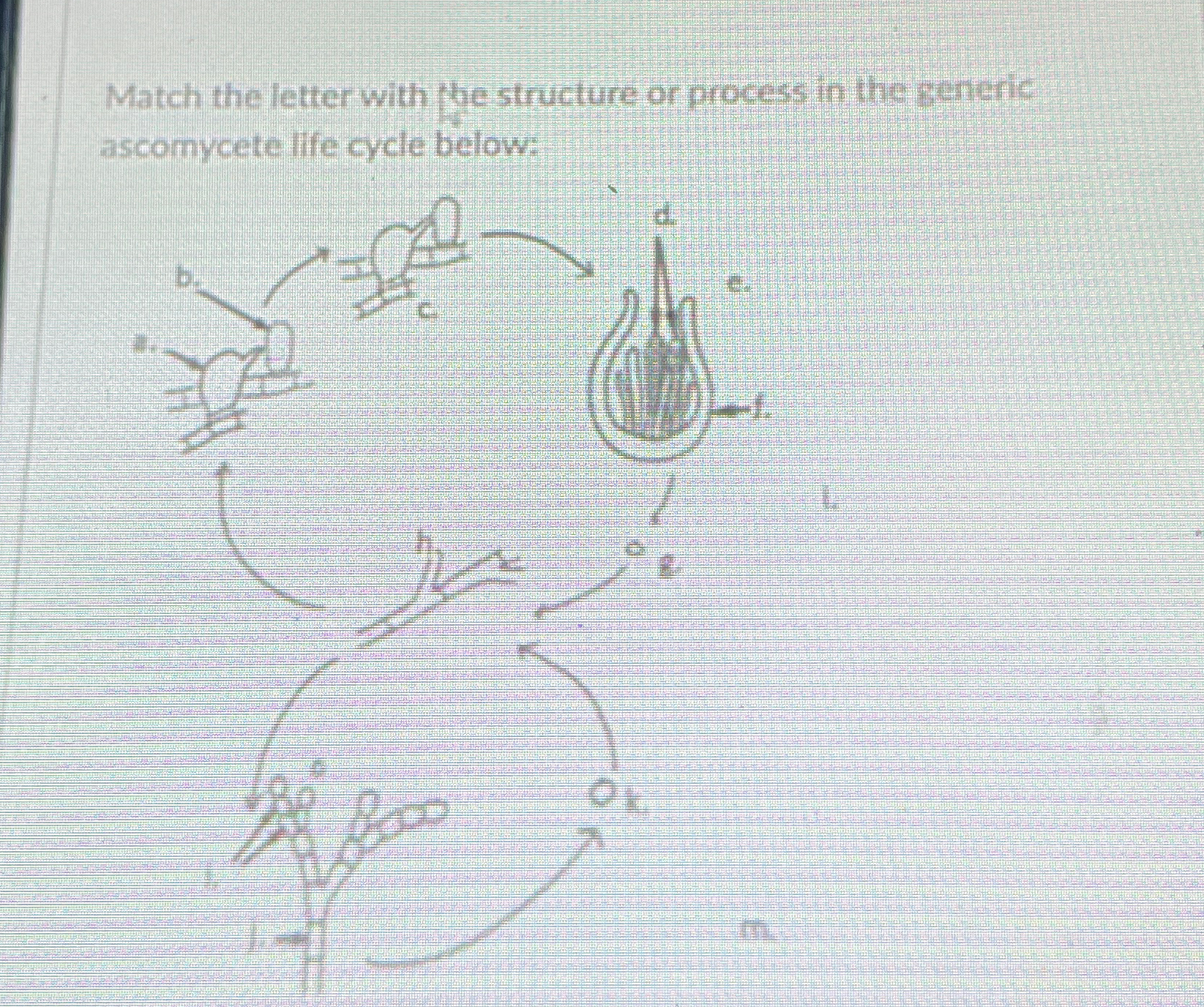 Solved What are the structures matched with the letters | Chegg.com