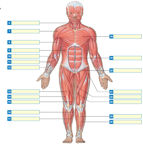 All Muscles In The Body Labelled / Muscular System - Samantha Trujillo