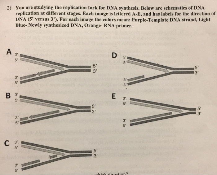 Solved 2) You are studying the replication fork for DNA | Chegg.com