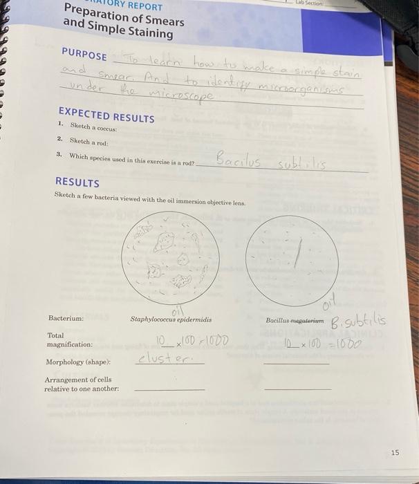 Preparation of smears and simple staining lab report deals answers