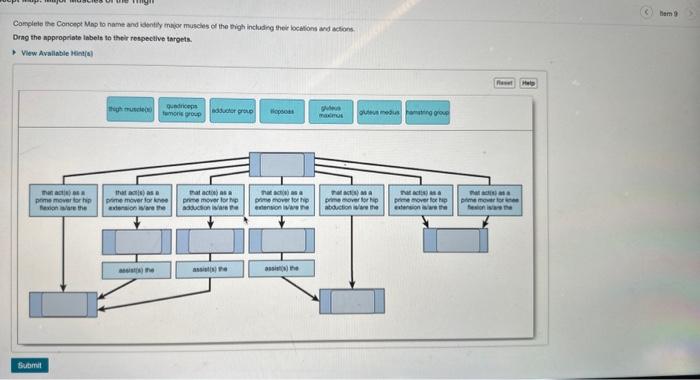 solved-concept-map-major-muscles-of-the-thigh-complete-the-chegg