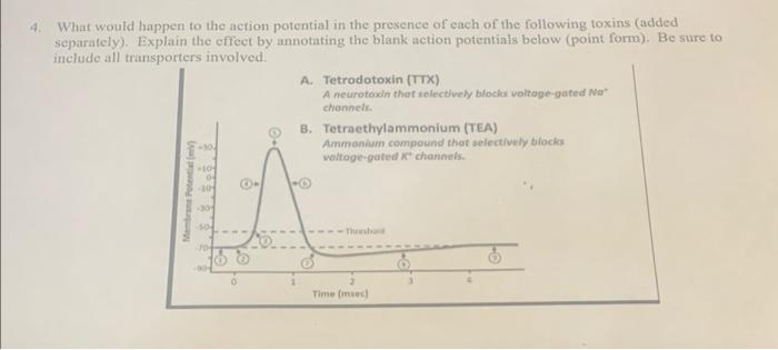 explain how tetrodotoxin interferes with action potential generation