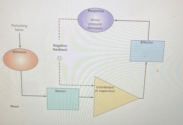 Solved Regulation of blood pressure is an example of | Chegg.com