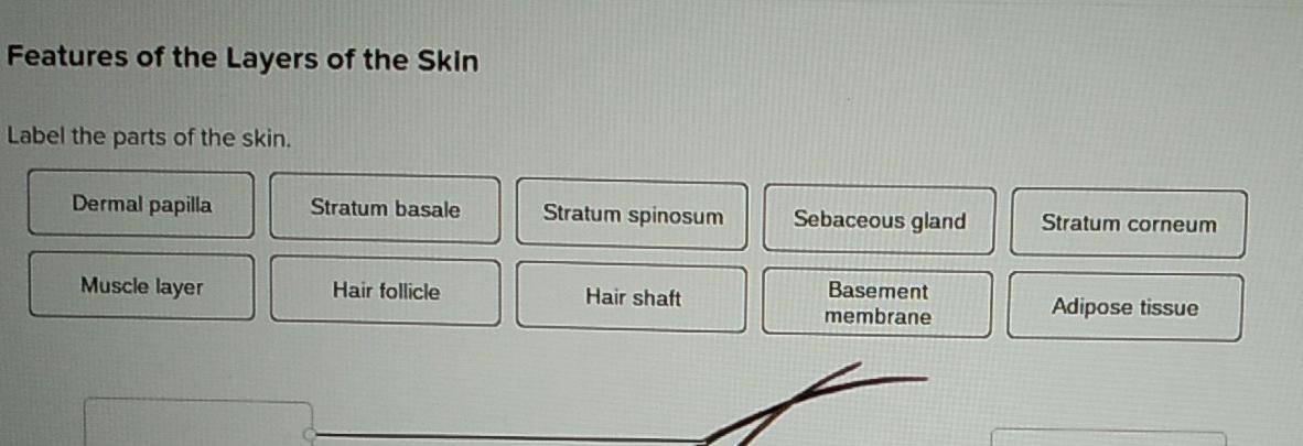 Solved Features of the Layers of the skin. Label the parts | Chegg.com