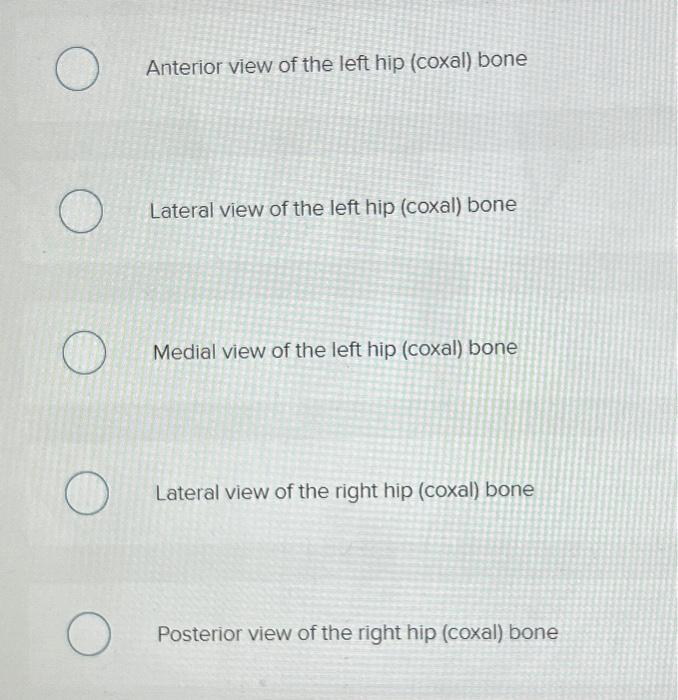 Solved Anterior view of the left hip (coxal) bone Lateral | Chegg.com