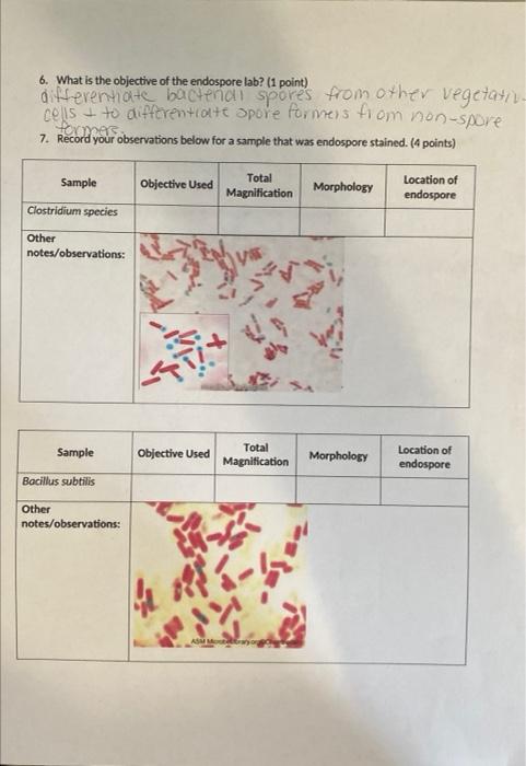 6. What is the objective of the endospore lab? (1 point)
differentiate bacterial spores from other vegetativ.
cells to differ
