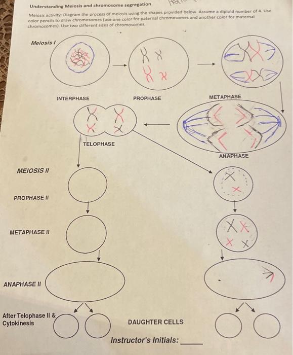 Solved Understandine Meiosis and chromosome segregation | Chegg.com