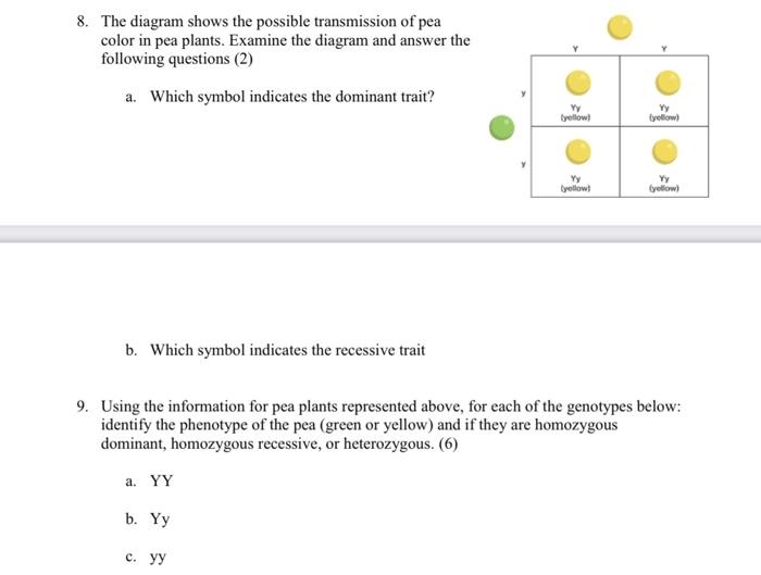 Solved 8. The diagram shows the possible transmission of pea | Chegg.com