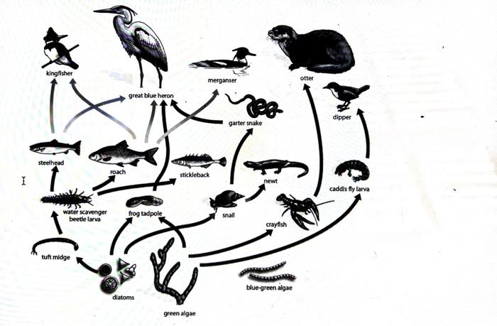 Solved 3) a) In this food web, which species is most likely 