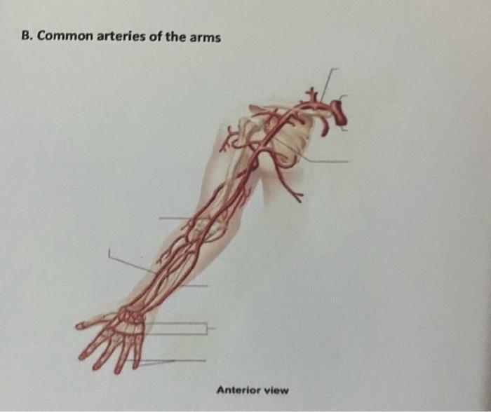 Solved B. Common arteries of the arms C. Common arteries of