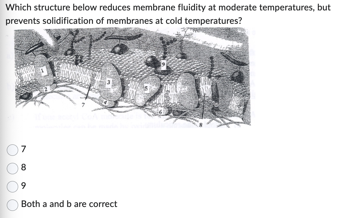 Solved Which structure below reduces membrane fluidity at | Chegg.com