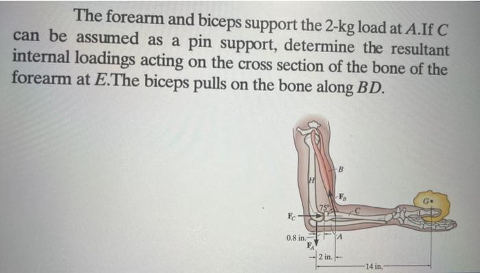 Solved The forearm and biceps support the 2−kg load at A.If | Chegg.com
