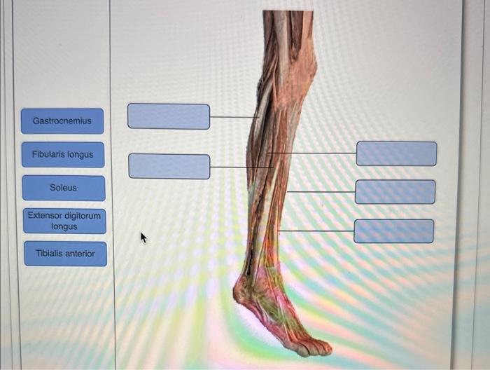 Gastrocnemius Fibularis longus Soleus Extensor digitorum longus Tiblalis anterior