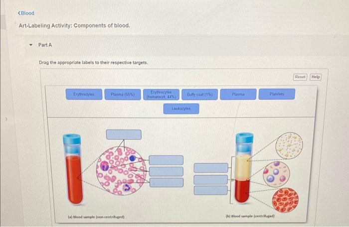 Solved Art-Labeling Activity: Components Of Blood. Part A | Chegg.com