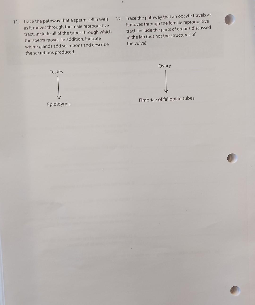 Solved 11 Trace The Pathway That A Sperm Cell Travels As It