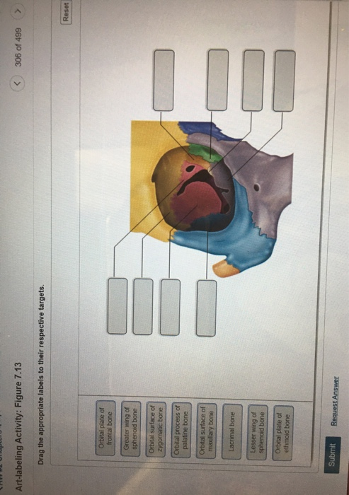 Solved Art-labeling Activity: Figure 7.13 | Chegg.com