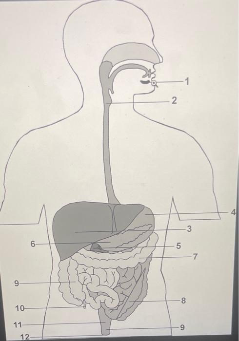 Solved Digestive System labeling | Chegg.com