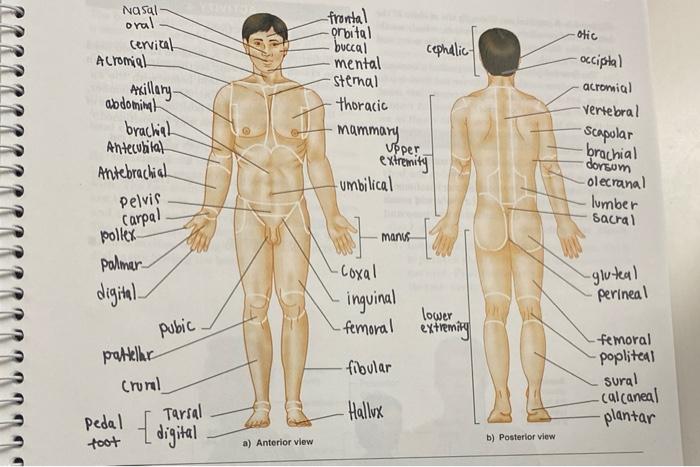 posterior vs anterior