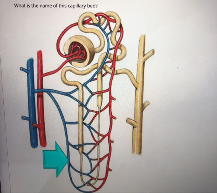 Solved What is the name of this red blood vessel? What is | Chegg.com