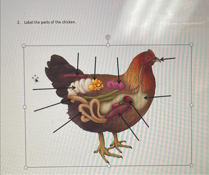 2. Label the parts of the chicken.