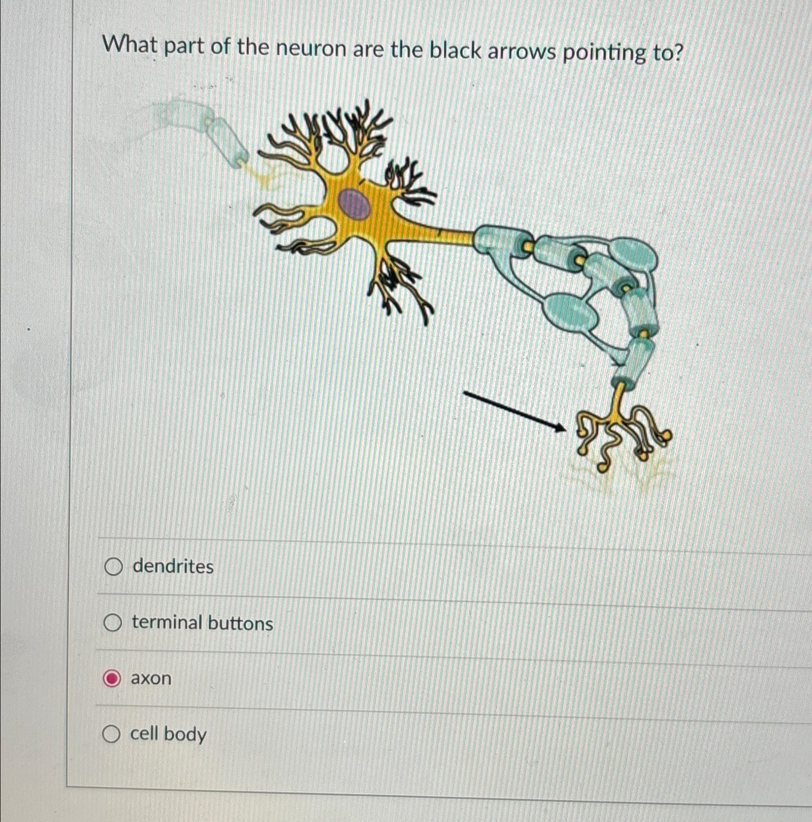 Solved What part of the neuron are the black arrows pointing | Chegg.com